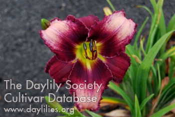 Daylily The Magic Begins